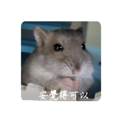 Annann the hamster 1