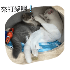 兩隻讓人惱火日常