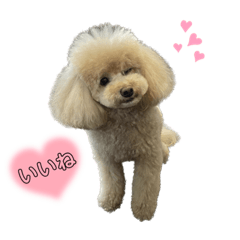 Latte_toypoodle