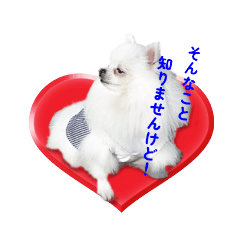 White Pomeranian Koyuki