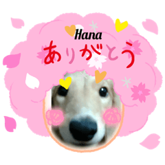 Hana_20230627132032