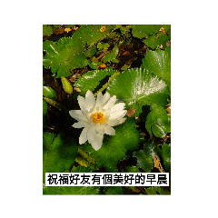 花早安圖問候圖