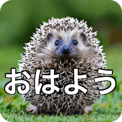 Hedgehog big lover