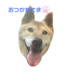 tanuki_20230626225859