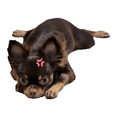 LOVE MY DOG_20230627121139