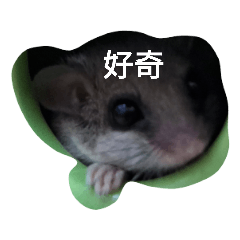 睡鼠的日常