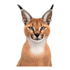 Caracal Forever