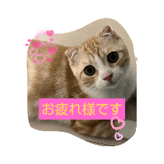 sakura_20230628124752