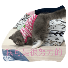 兩小隻豐富日常