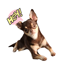 LOVE MY DOG_20230628152837