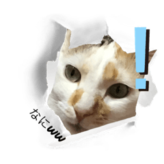 SAORI_20230629073533