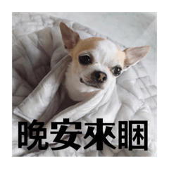 Chiwawa cute pictures