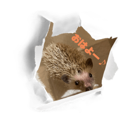 uri_hedgehog2