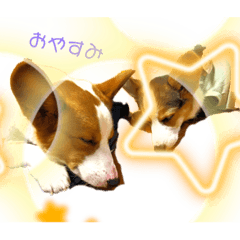 Corgi_20230630125712