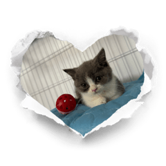 我叫祺～是英國短毛貓