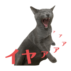 kawaii CAT sticker Russian Blue
