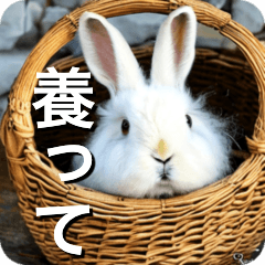 Angora rabbit lover