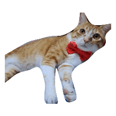 Sunny's cats and rabbits