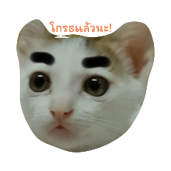 KIDCAT1