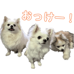 かわいいうちの犬達2【日常会話スタンプ】