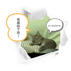 大家好我是貓貓