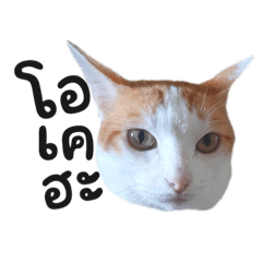 Catcat ka