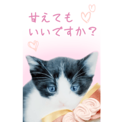 Shiga prefecture cats KururiCafe