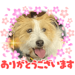 Jack Russell Terrier Greeting Sticker 10