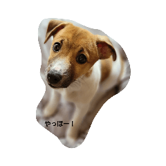 JACK RUSSELL TERRIER_ume