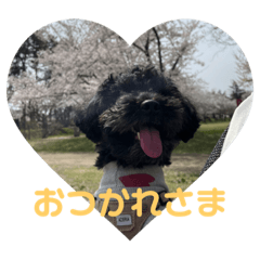 masamune_dog