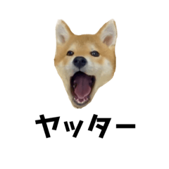 shibainu_fuuta