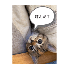 Tom_20230702003358