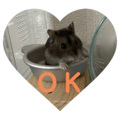 SAKURA_20230702012438