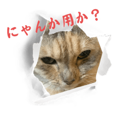 Genkiyan_20230702151559