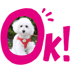 犬‼︎‼︎!