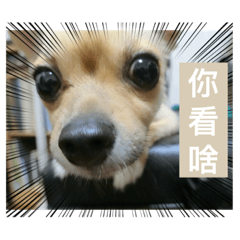 菲力（日常生活篇）