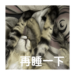 楊阿醜的日常生活