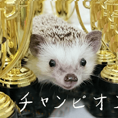 Araw-araw na Cute Healing Hedgehog-3.1