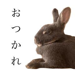 Rabbit_20230702212626