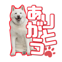 Japanese dog Ryu