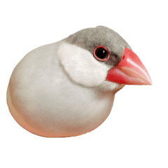 文鳥小姐