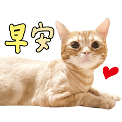 AmericanShorthair ginger orangetabby cat