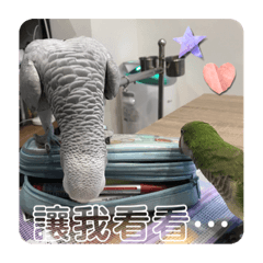 寵物大集合2