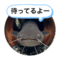 SHIHO_20230703144834