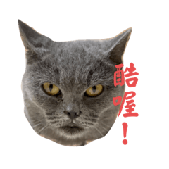 喵喵園