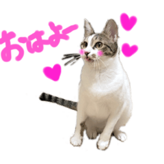 rescued cat sticker (保護猫スタンプ) ①