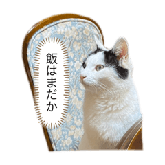 cat at home (carefree daily life)