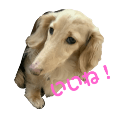 Sakura_20230705110827