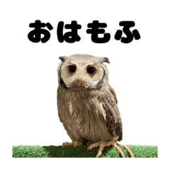 owlcafe_mohumohu