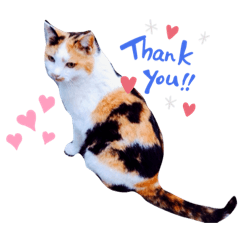 cat!!!!!!!!!!cat!!!!!!!!!!